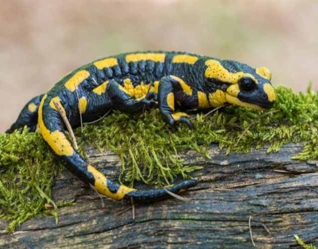 Las salamandras y sus habilidades