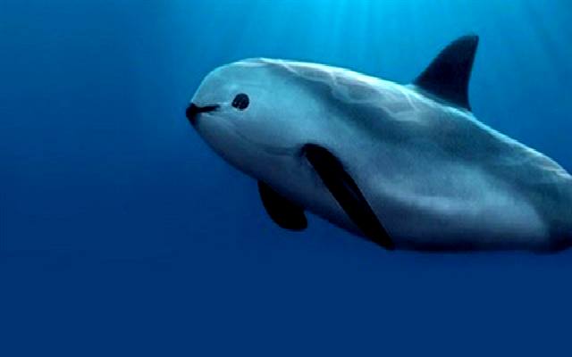 Los animales marinos en peligro de extinción