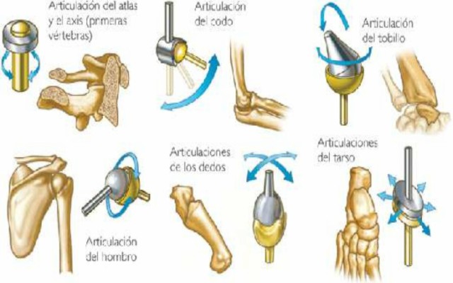 Los tipos de articulaciones del cuerpo