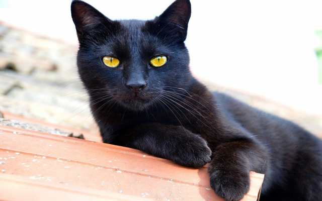 Por qué los gatos negros dan mala suerte