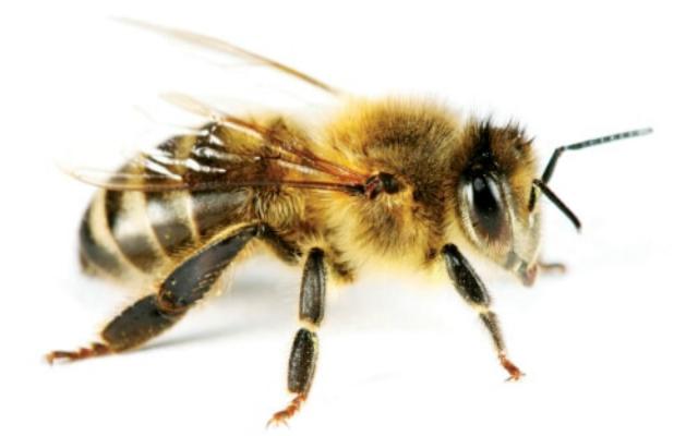 Por qué pican las abejas