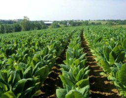 Tiene algún beneficio el tabaco