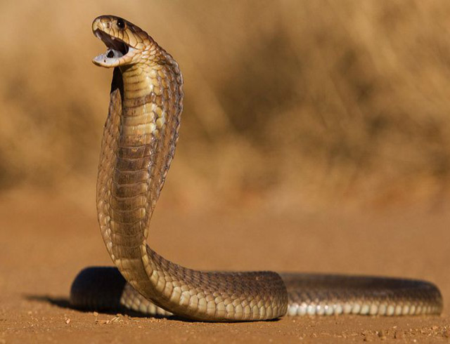 Secreto del encantador de serpientes