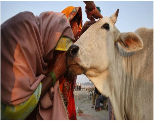 Las vacas son sagradas en la India
