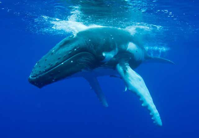 El fascinante canto de las ballenas
