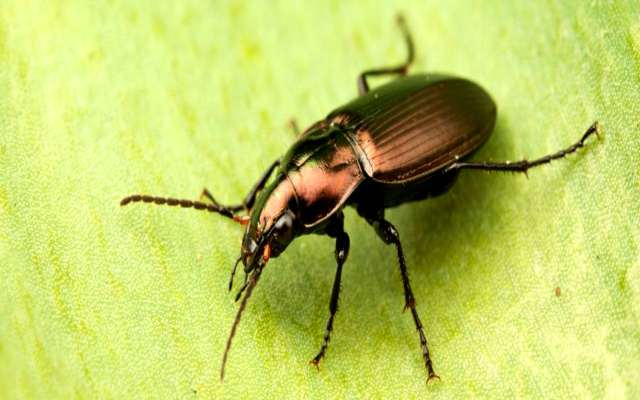 Cómo es el aparato respiratorio de los insectos