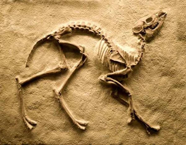 Como se encuentran los fósiles de dinosaurios