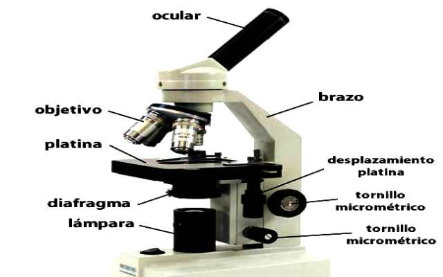 Como se usa un microscopio
