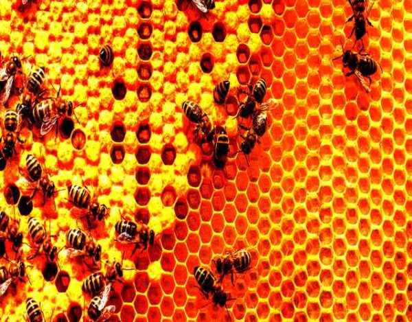 Curiosidades sobre la colmena de abejas