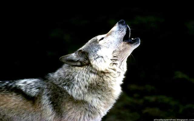 Curiosidades sobre los aullidos de lobos