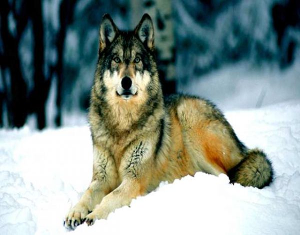 Curiosidades sobre los aullidos de lobos