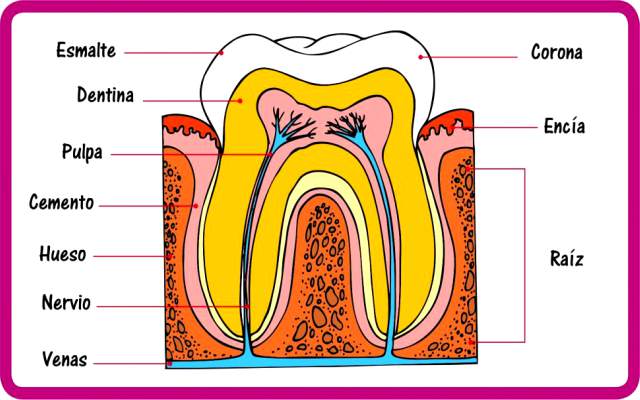 Cuál es la  función de los dientes