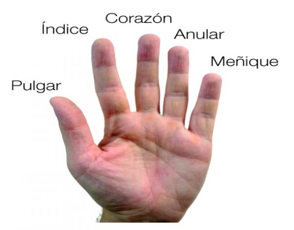 Cuáles son los nombres de los dedos