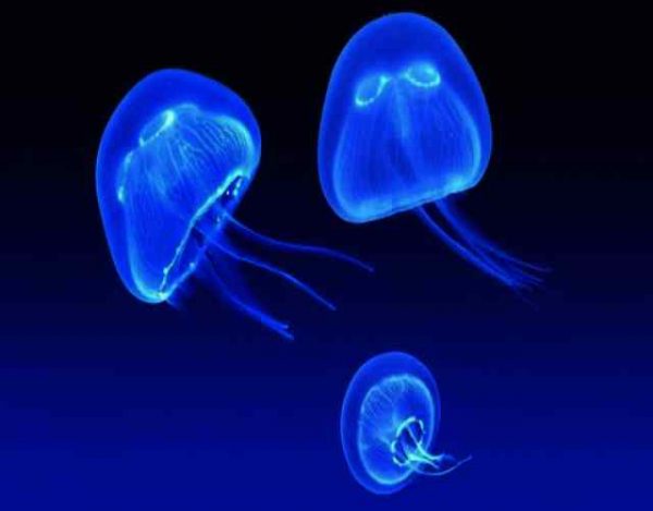 Datos fascinantes sobre la medusa