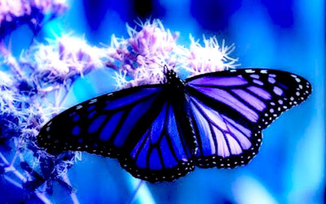 Datos interesantes sobre las mariposas