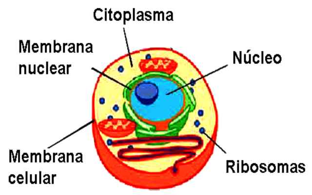 El citoplasma