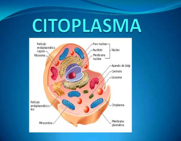 Qué es el citoplasma