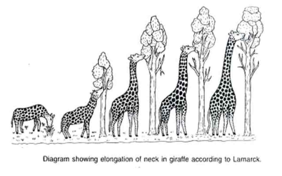 Какой тип развития характерен для сетчатого жирафа. Ламарк теория эволюции Жираф. Эволюция жирафа Ламарк. Теория Ламарка Жирафы.