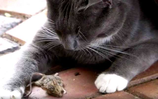 Por qué los gatos traen un animal muerto