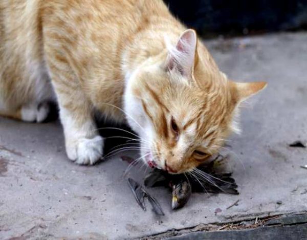 Por qué los gatos traen un animal muerto