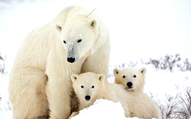 Por qué los osos polares son blancos