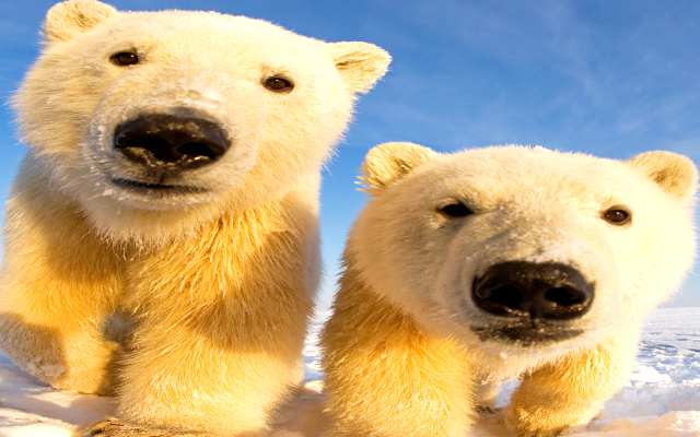 Por qué los osos polares son blancos