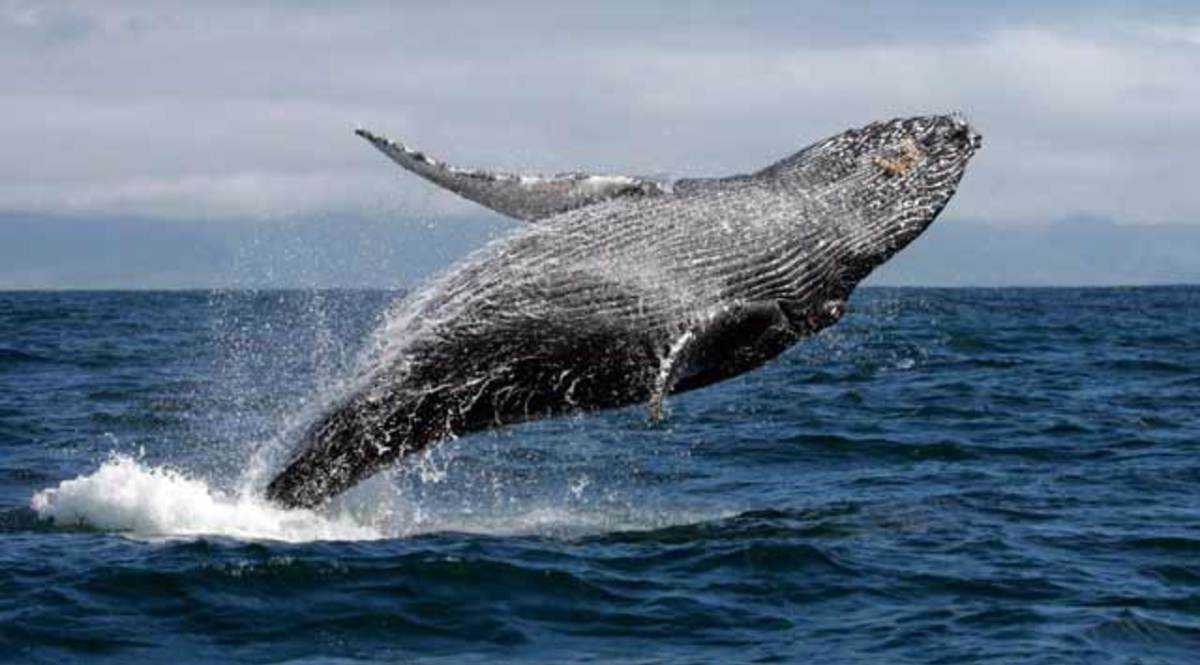 El Fascinante Canto De Las Ballenas