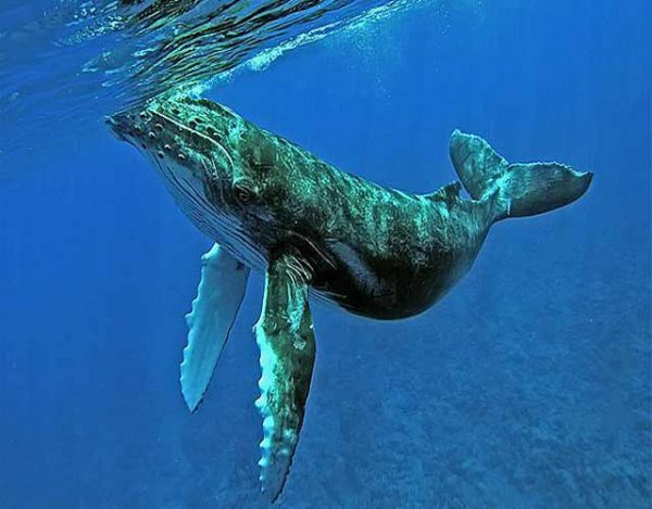 El fascinante canto de las ballenas