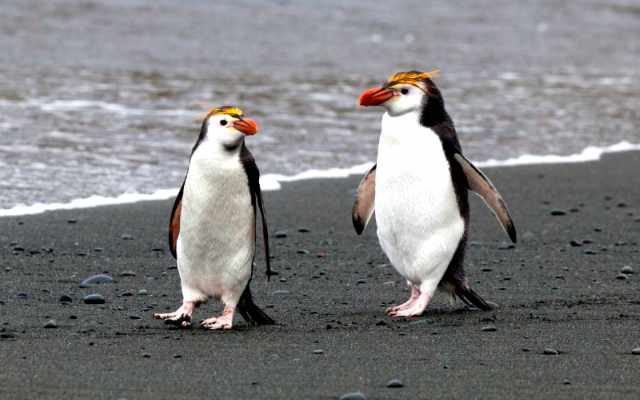 pingüinos viven el hemisferio sur