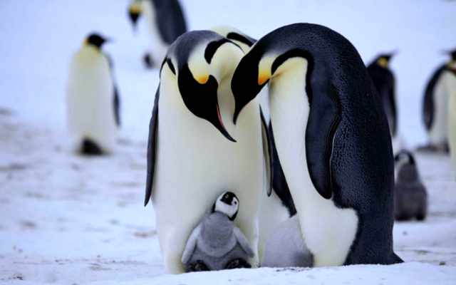 pingüinos viven el hemisferio sur