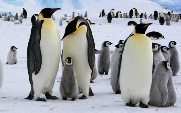 5 Datos intersantes sobre el pingüino emperador