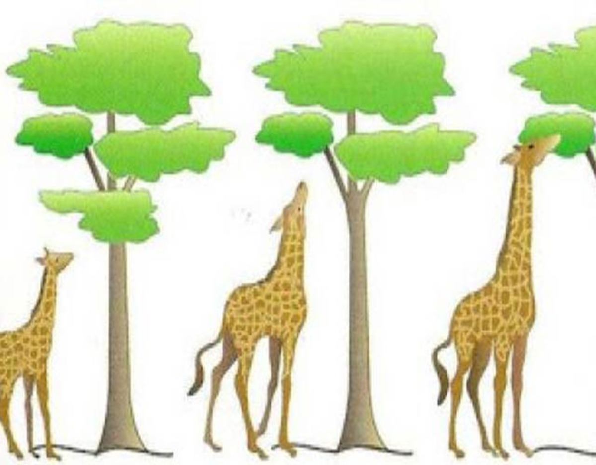 La Teoría Selección Natural De Darwin Y Sus Principios