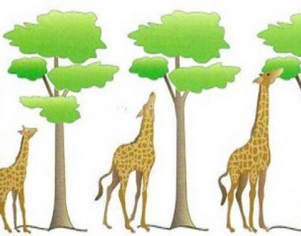 La Teoría Selección Natural De Darwin Y Sus Principios 6048