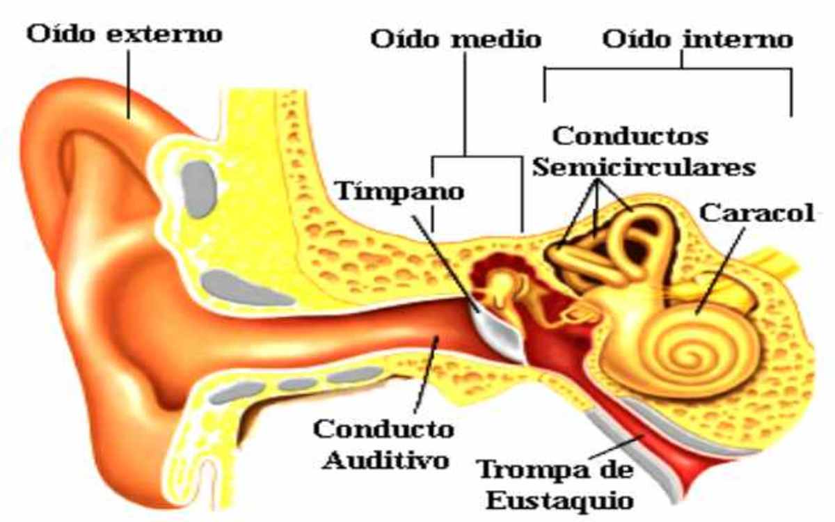 Sentido Del Oido Partes Y Funciones 1671