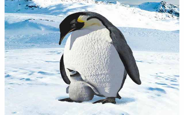 Conoce la fauna de la Antártida