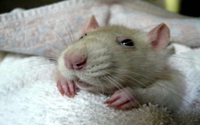 Curiosidades sobre las ratas domesticas