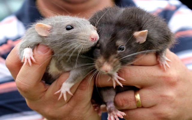 Curiosidades sobre las ratas domesticas