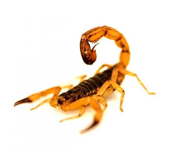 Cómo obtienen el veneno los escorpiones