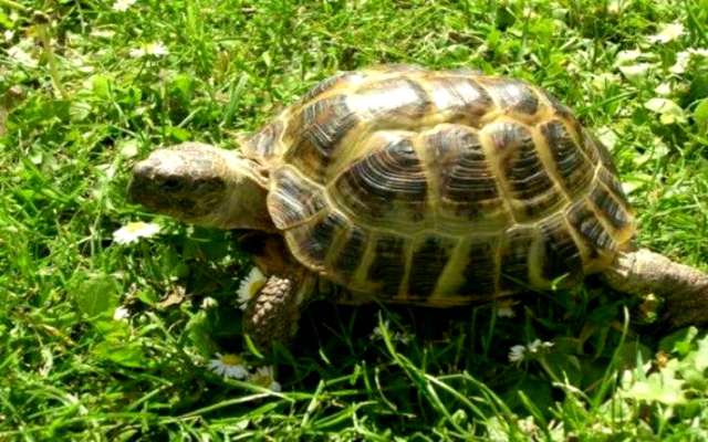 Datos interesantes sobre las tortugas de tierra