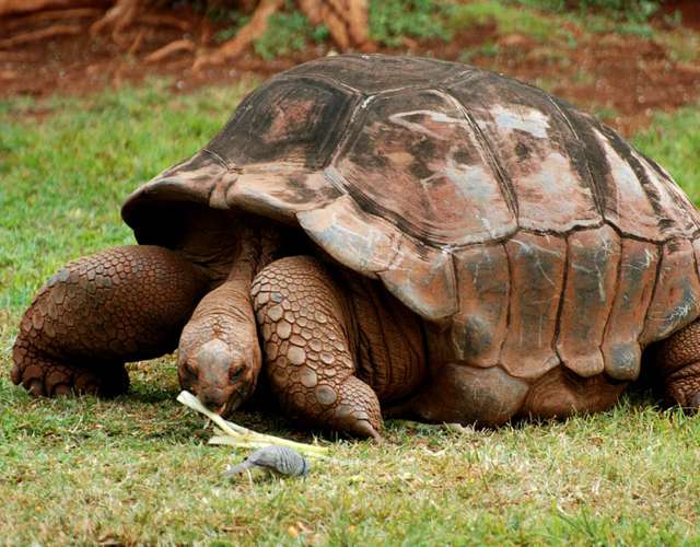 Cuidar tortugas de tierra