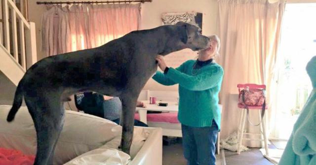perro más grande del mundo
