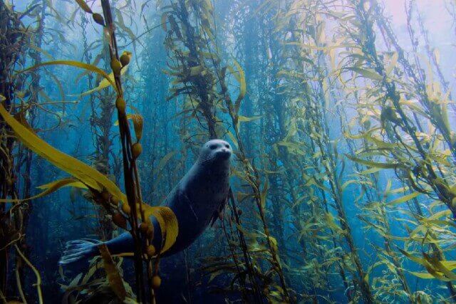 bosques de kelp