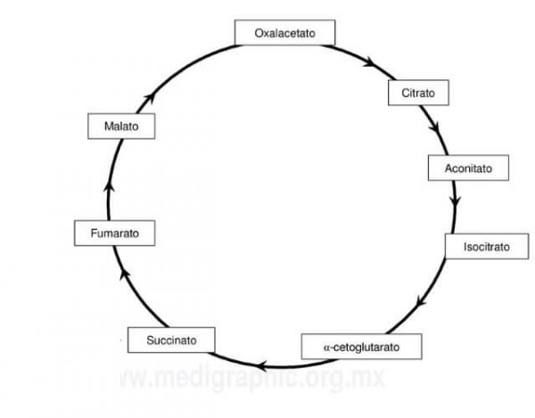 ciclo de Krebs