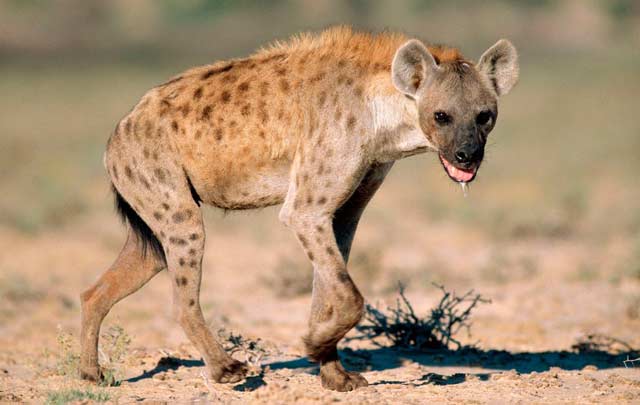  la hiena y sus especies
