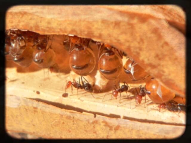 hormigas melíferas