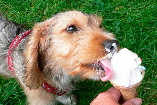 animales tienen sentido del gusto