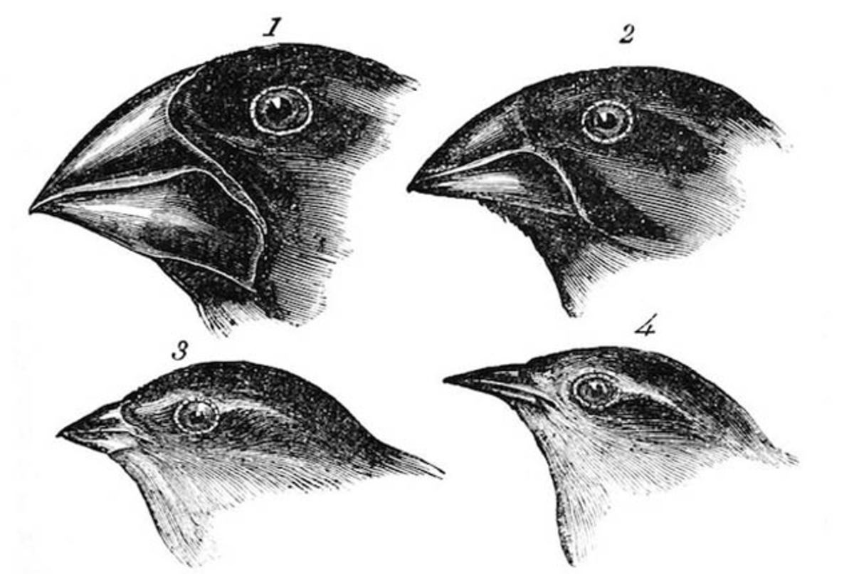 la-teor-a-selecci-n-natural-de-darwin-y-sus-principios