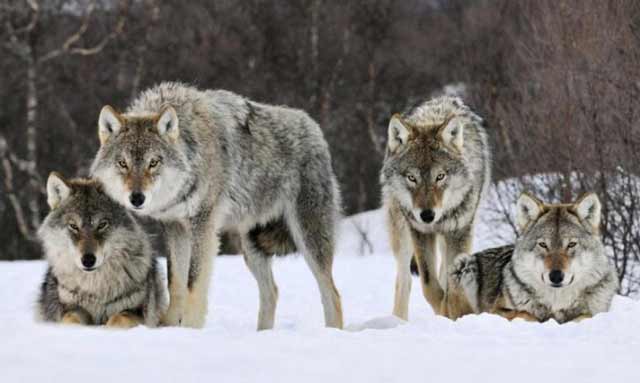 manadas de lobos