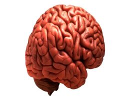 Aprender idiomas es bueno para el cerebro