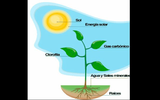 Como se realiza la fotosíntesis